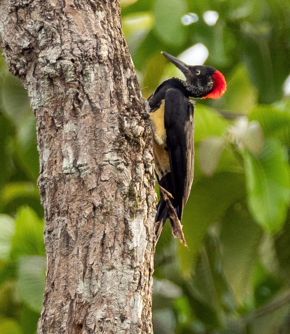 White bellied Woodpecker